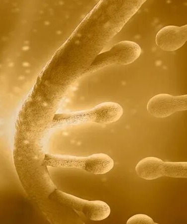 CFS生态圈 | 药物牧场：1b期临床数据惊艳亮相IMMUNOLOGY2026™，彰显原创新药实力
